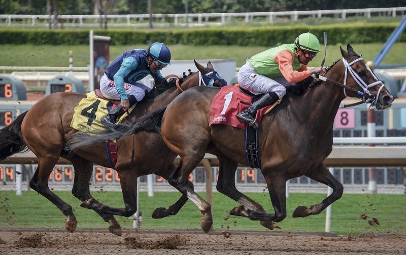 Racehorses at full stride on race day